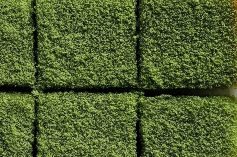 Delicious matcha mochi brownies with a chewy texture and vibrant green color